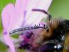 Andrena sp.